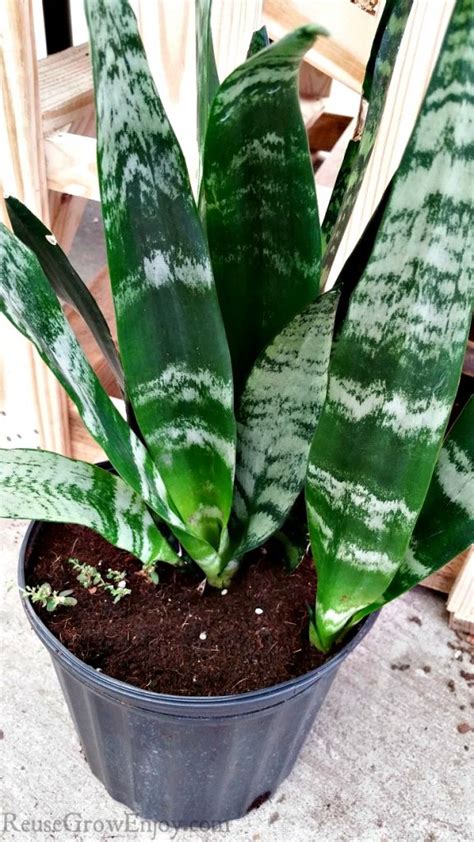 moisture meter for snake plant|how to care for mother in law tongue plant.